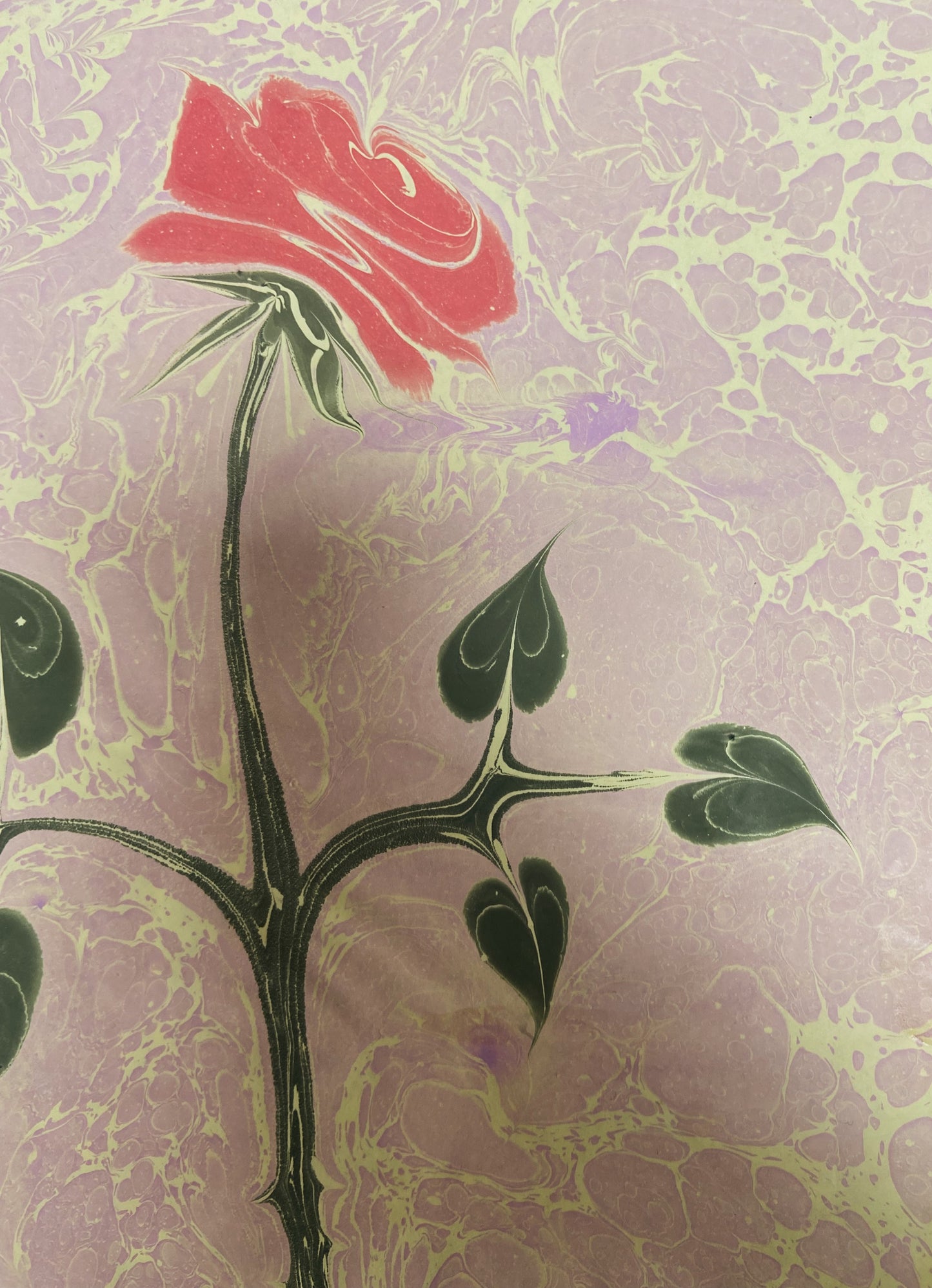 Rose on Rose