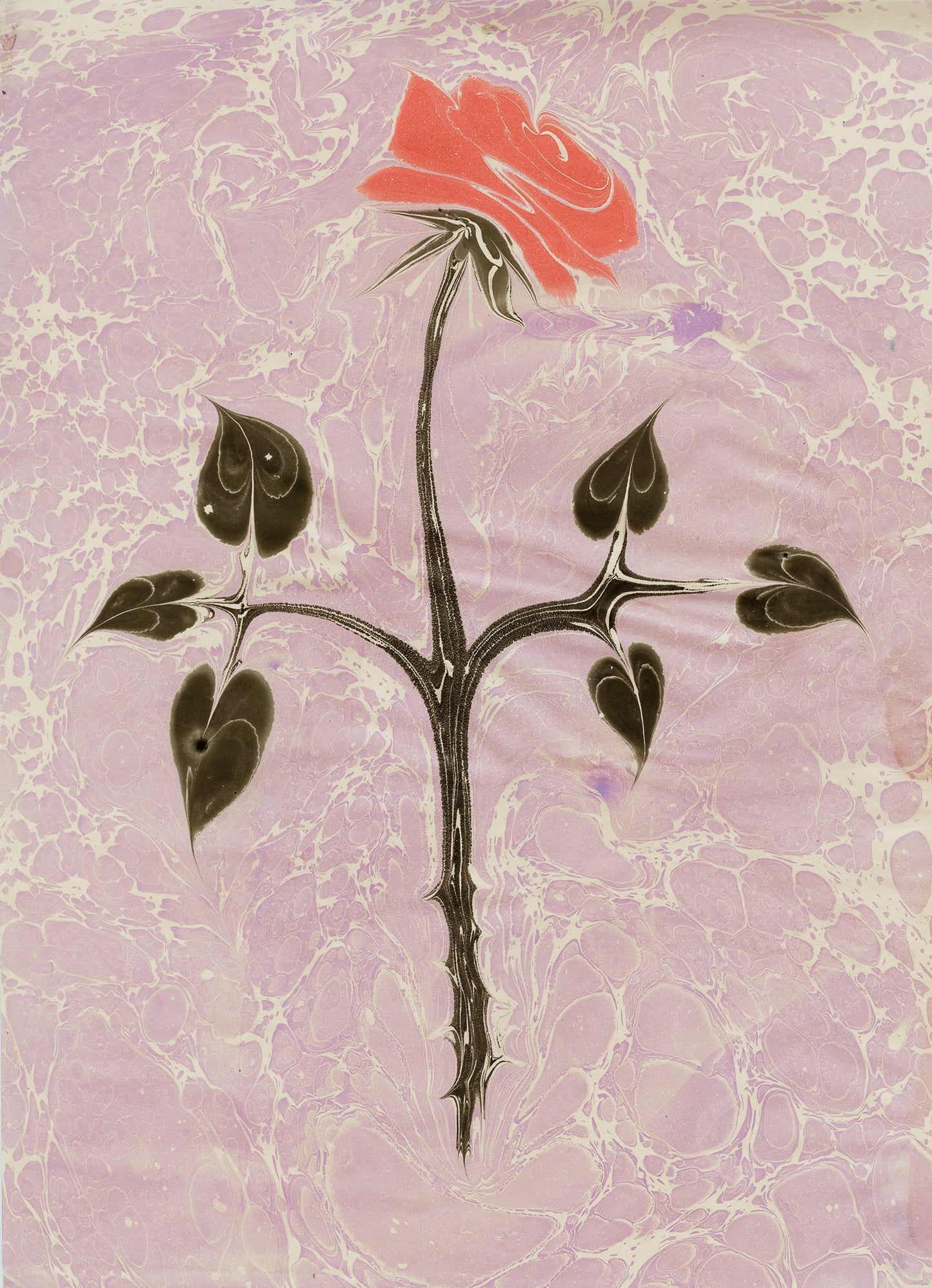 Rose on Rose